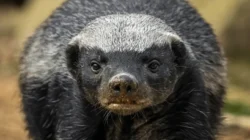 "Honey Badger"